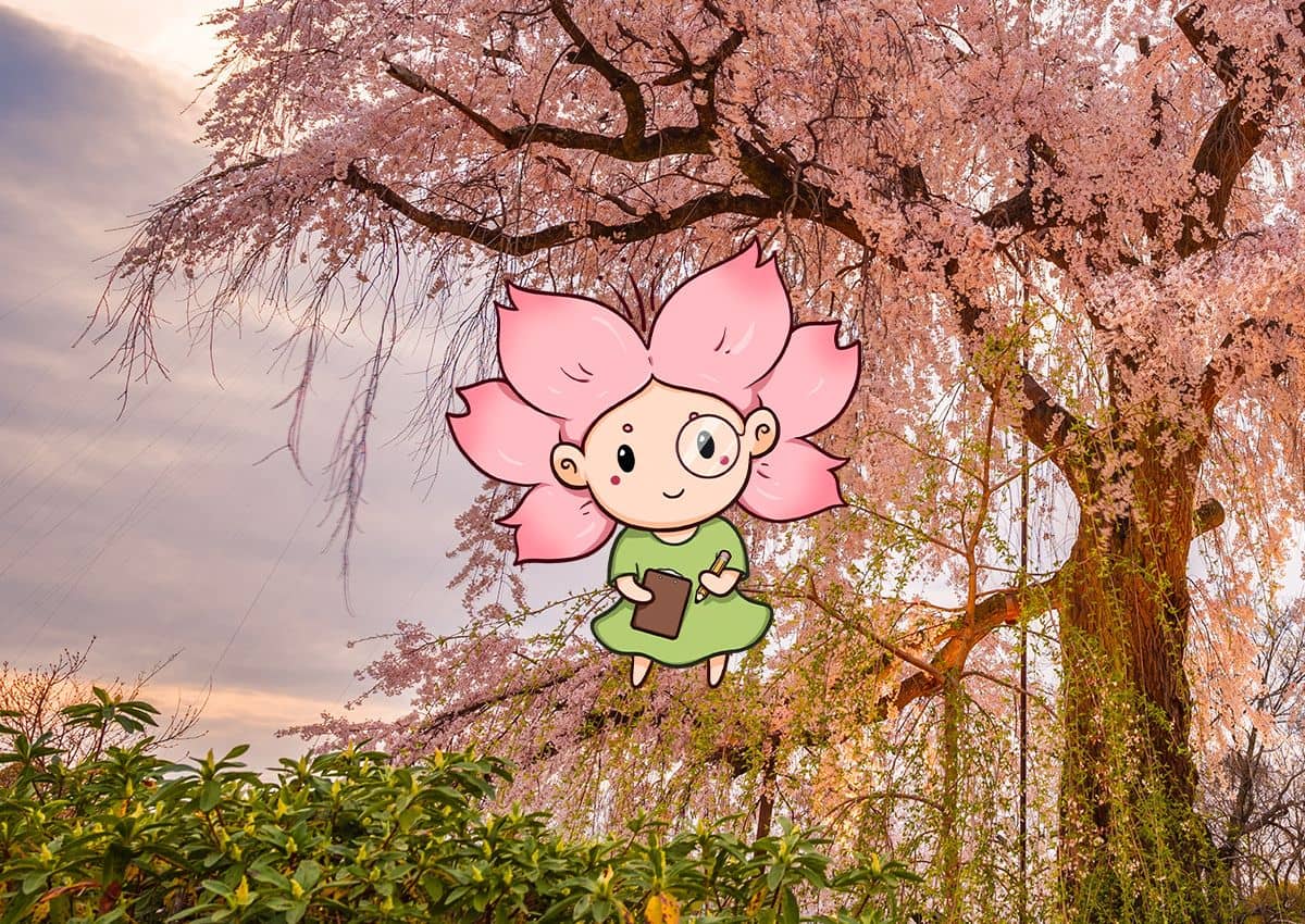 Mono-chan vor einem blühenden Kirschbaum