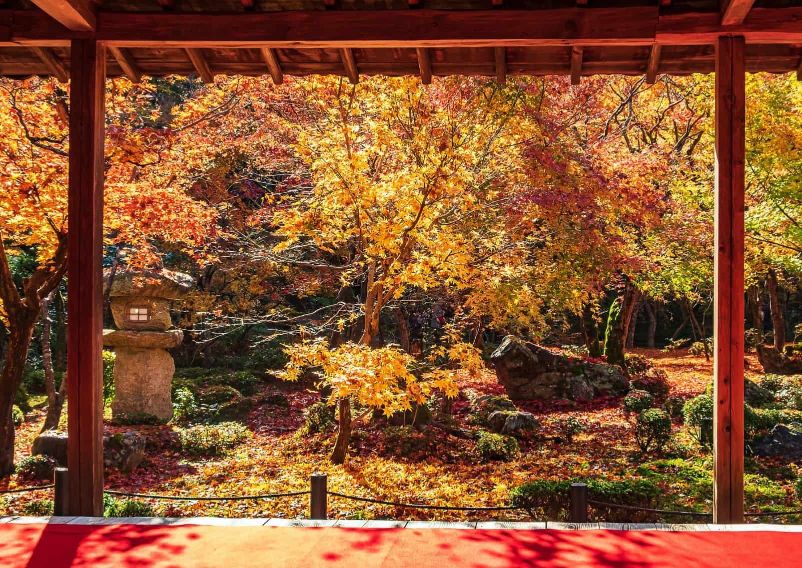 Blick durch einen hölzernen Pavillon auf einen wunderschönen Ahornbaum im japanischen Garten mit rotem Blätterteppich, Kyoto, Japan