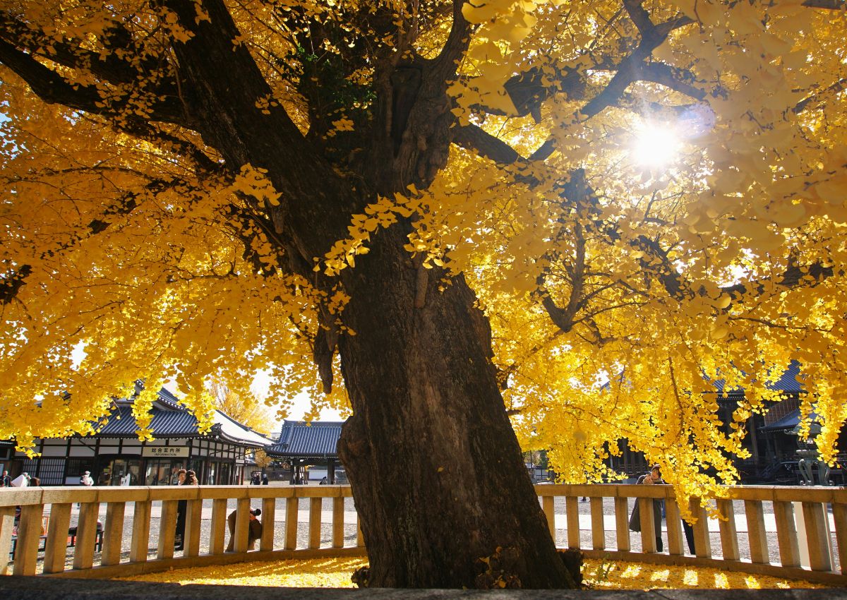 Großer Ginkgobaum im herbstlichen Tempelgarten in Kyoto, Japan
