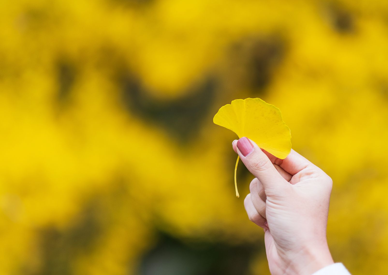 Hand einer Frau, die ein gelbes Ginkgo-Biloba-Blatt im Garten hält, umgeben von herbstlichem Laub