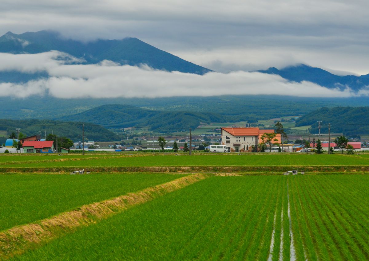 Grüne Reisfelder in der Präfektur Akita im Norden Japans.