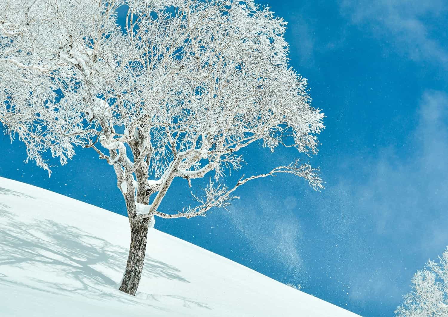 Pulverschnee in den Bergen von Niseko, Hokkaidō, Japan
