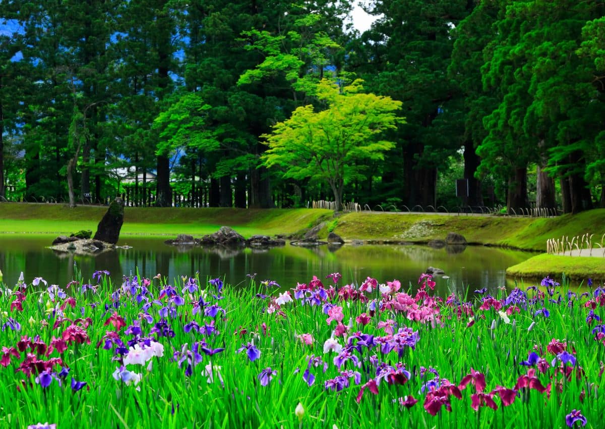 Irisgarten in Hiraizumi in der Präfektur Iwate