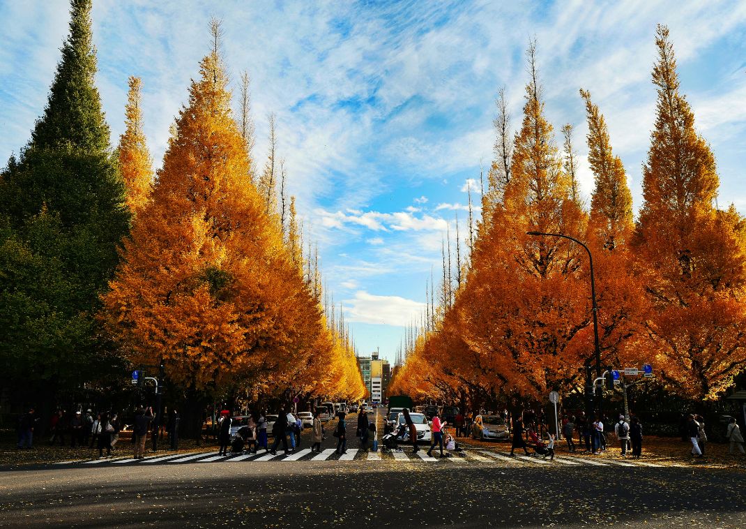 Lokale passerer Gingko Avenue i Meiji Jingu Gaien, Tokyo, Japan