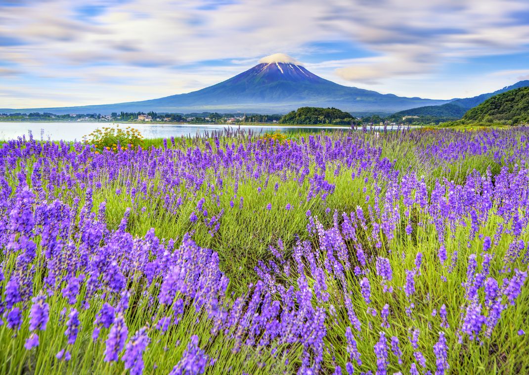 Lavendelfeld am Mount Fuji, Japan