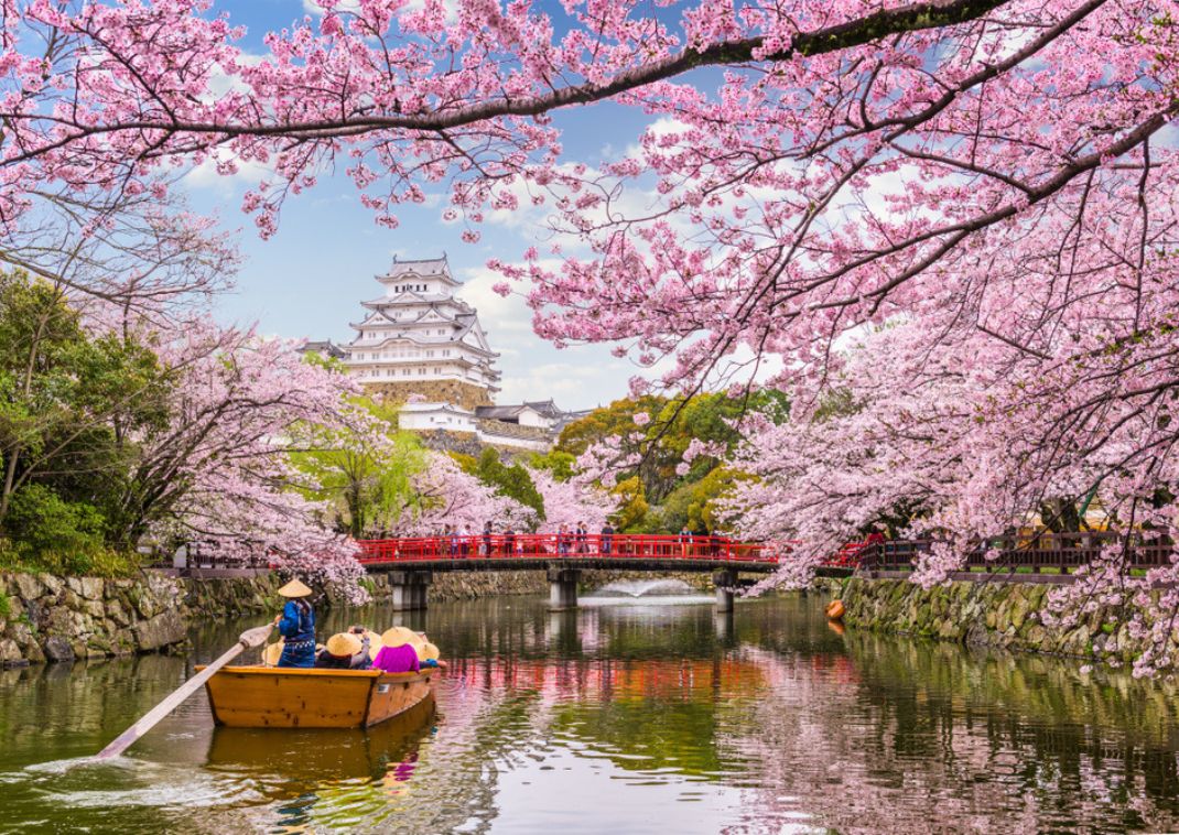 Wunderschöne rosa Kirschblüten vor der Burg Himeji in Japan im Frühling