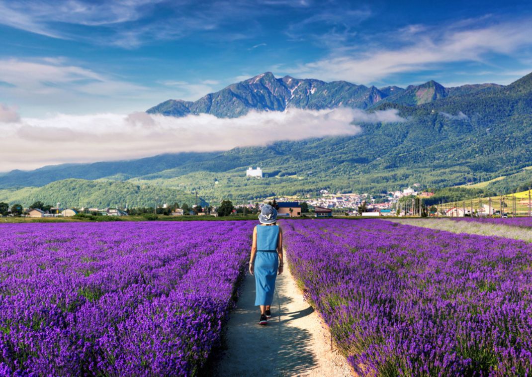 Eine Frau geht durch Felder mit blühendem Lavendel in Japan im Sommer.