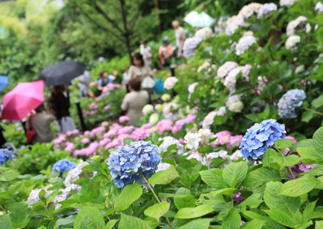 Hortensienfest im Hase-dera-Tempel, Kamakura, Japan