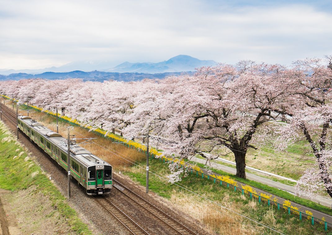 Züge in Japan, die auf einer Strecke entlang von Kirschbäumen fahren