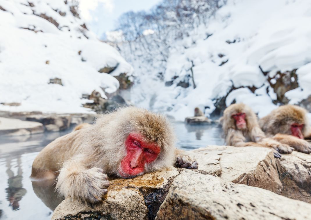 Endnu et bevis for at onsen er for alle!