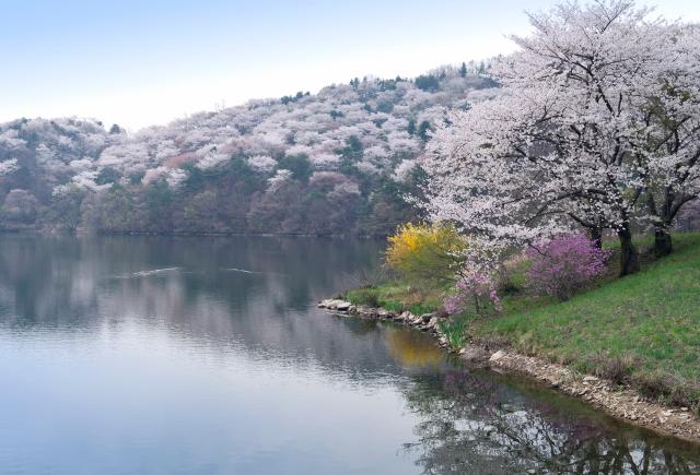 Kirschblüten am See bei Yongin