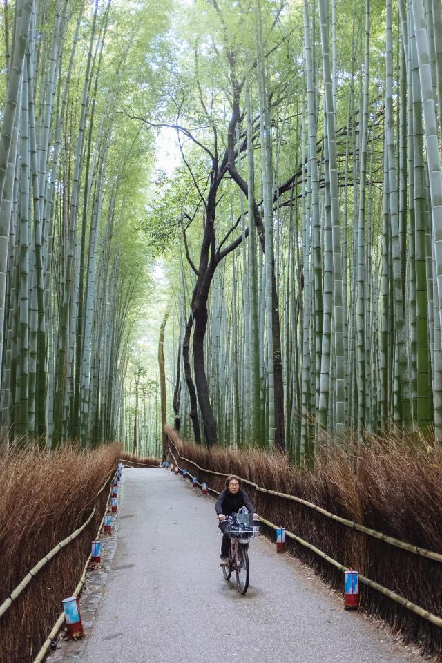 Arashiyama-Bambuswald