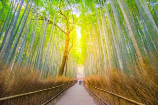 Arashiyama-Bambuswald