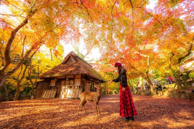 Herbst im Nara-Park