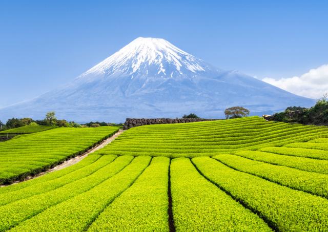 Der Mount Fuji mit grünen Teeplantagen im Vordergrund