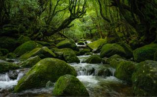 Insel Yakushima