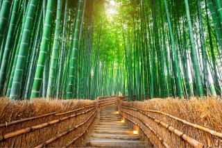 Bambuswald, Arashiyama