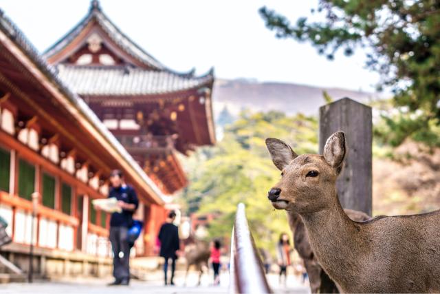 Friedliche Hirsche in Nara