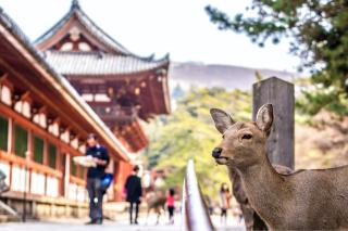 Friedliche Hirsche in Nara