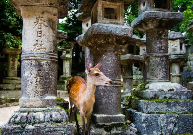 Nara-Park, Nara