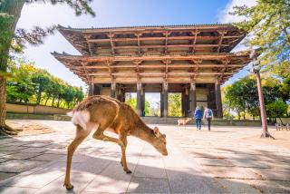 Kyoto und Nara - Ganztagesausflug