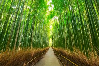 Bambuswald, Sagano, Arashiyama