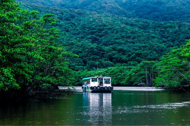 Mangrovenwald, Iriomote