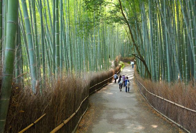 Arashiyama-Bambuswald, Kyoto