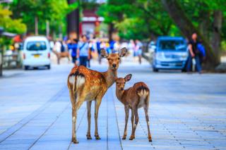 Domestizierte Hirsche in Nara