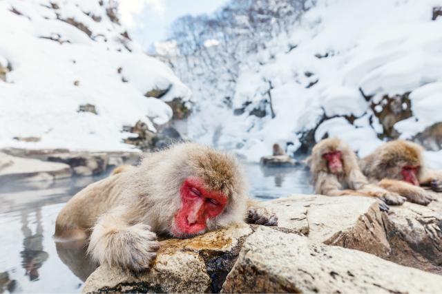 Jigokudani Affenpark