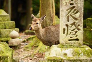 Der Wildpark von Nara