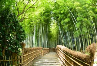 Fushimi-Inari-Schrein, Kyoto