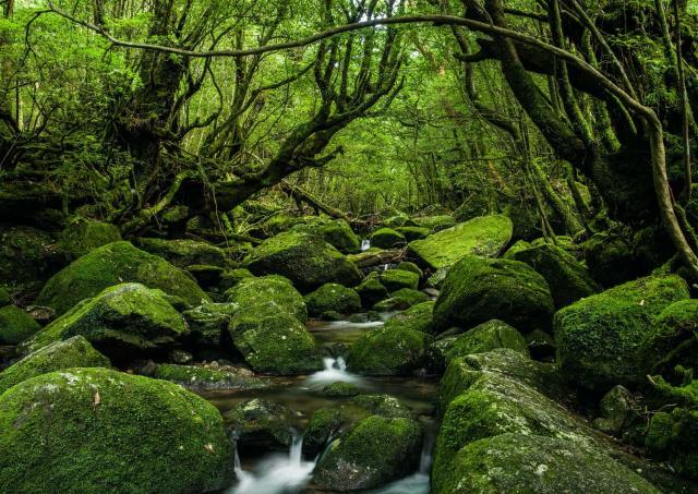 Die Wälder von Yakushima