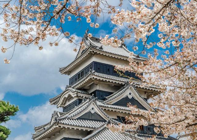 Matsumoto-Kirschblüten im Frühling