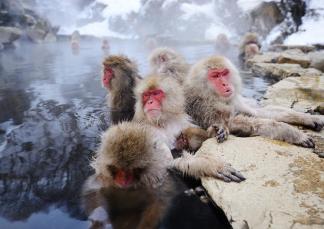Schneeaffen beim Baden in heißen Quellen im Jigokudani-Park