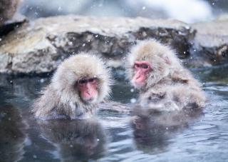 Schneeäffchen beim Baden