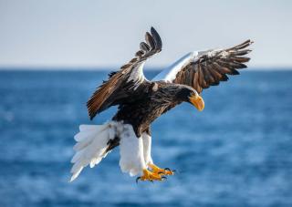 Riesenseeadler