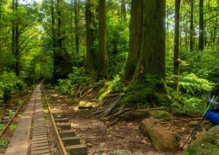 Wanderwege und Eisenbahn im Yakushima-Wald