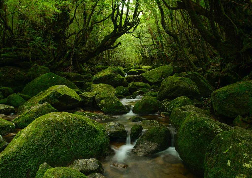 Yakushima-Wald