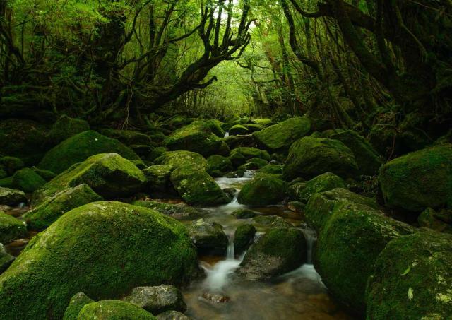 Yakushima-Wald