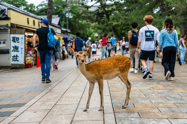 Hirsche im Nara-Park, Nara 