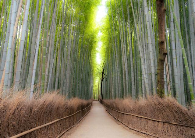 Arashiyama Bambuswald, Kyoto 