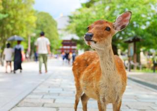 Rehe im Nara Park 