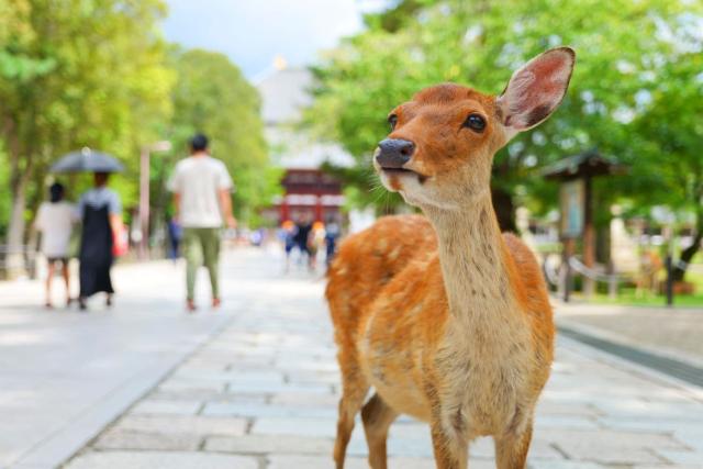 Zutrauliche Hirsche in Nara