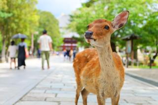Zutrauliche Hirsche in Nara
