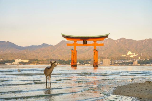 Schwimmendes Torii mit Hirschen, Insel Miyajima