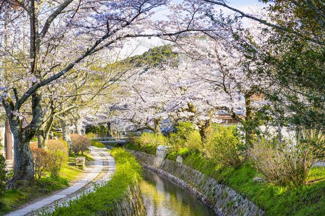 Kyotos Philisophenweg im Frühling