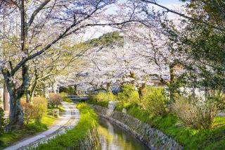 Kyotos Philisophenweg im Frühling
