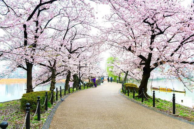 Ueno Park, Tokio