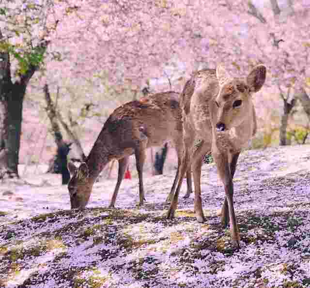 Junge, freilebende Rehe in Nara 